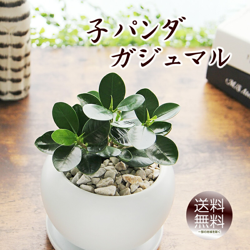 現品　ガジュマル　パンダガジュマル　コパンダガジュマル　30番　希少　観葉植物 楽天市場】カワイイ パンダガジュマル 4号 おしゃれな観葉植物