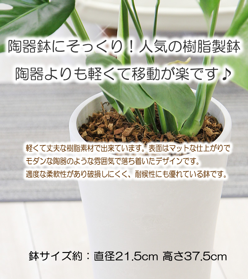 送料無料 大きい樹葉はアジアンで人望 1 モンステラ 人気の脂汁椀 リーダ丸大 観葉植物 Rubensmunhoz Com Br