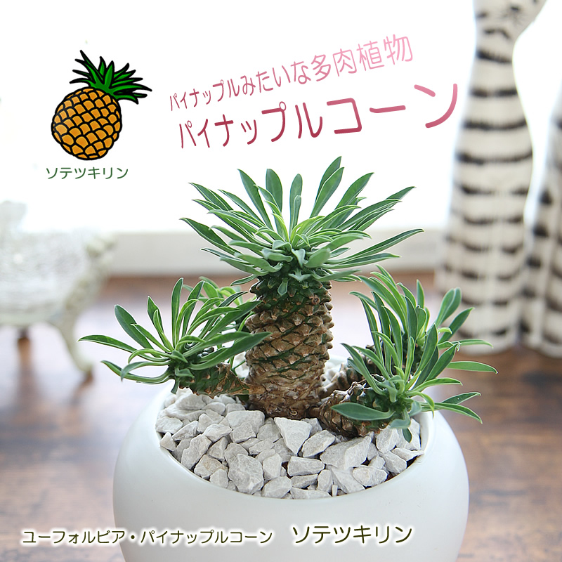 1254円 人気 希少株 パイナップルの様な可愛い植物サボテン 観葉植物 送料無料 ギフト プレゼント 新築祝い 引越し祝い 開店祝い 開所祝い 開業祝い 移転祝い 誕生日 お礼 お祝い 結婚記念日 結婚祝い