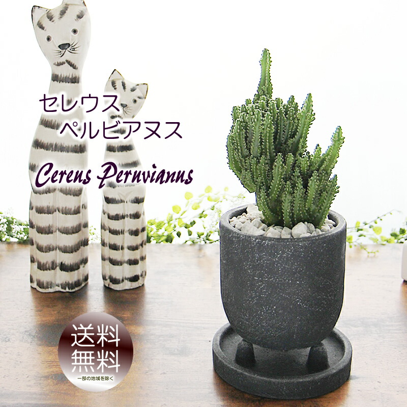 限定商品‼️❤️【大人気観葉植物】❤️電磁波吸収サボテン　極太セレウスサボテンカット苗 楽天市場】【 電磁波サボテン 】 ☆ セレウス ペルヴィナス