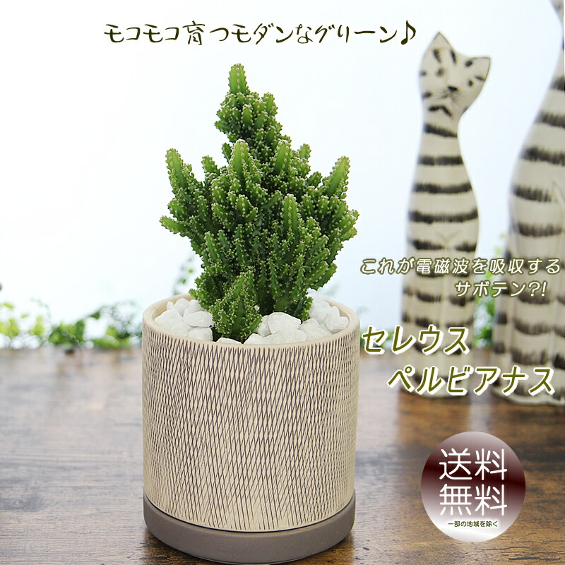 限定商品‼️❤️【大人気観葉植物】❤️電磁波吸収サボテン　極太セレウスサボテンカット苗 楽天市場】電磁波を吸収 不思議なサボテン セレウス : グリーンロード