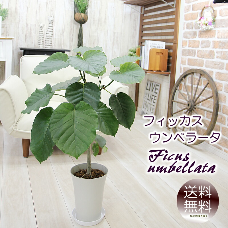 フィカスウンベラータ⭐️約125cm⭐️室内⭐️玄関•リビングに最適 フィカスウンベラータ⭐️約125cm⭐️室内⭐️玄関•リビングに最適
