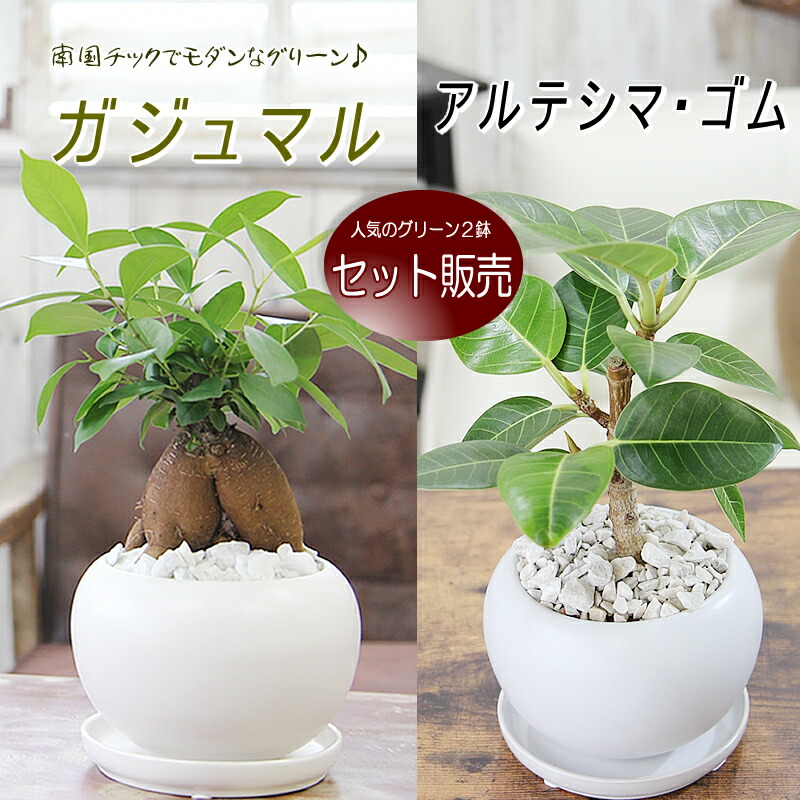 フランスゴムの木　螺旋仕立て　グラスファイバー陶器鉢　植え込み発送 フランスゴムの木 螺旋仕立て 陶器鉢 植え込み発送 フランスゴムの木