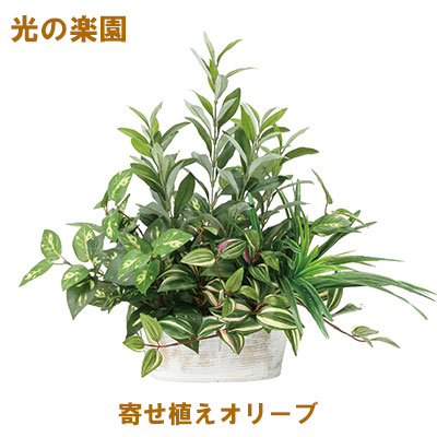 【ポイント3倍 4/4 20時から】 【個人様購入可能】●光の楽園 (2348A100-62) 寄せ植えオリーブ 送料無料 95109