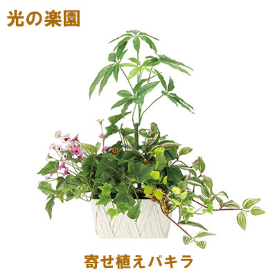 【ポイント3倍 4/4 20時から】 【個人様購入可能】●光の楽園 (2347A100-62) 寄せ植えパキラ 送料無料 95111