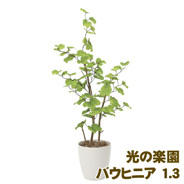 観葉植物 アレンジメント 光触媒人口植物 かわいい 930花 ガーデン Diy おしゃれ バウヒニア 誕生日 造花 送料無料 新築祝い 光の楽園 個人様購入可能 開店祝い 1a2 51 バウヒニア 1 3 930 京都のちょっとセレブな企業専門店