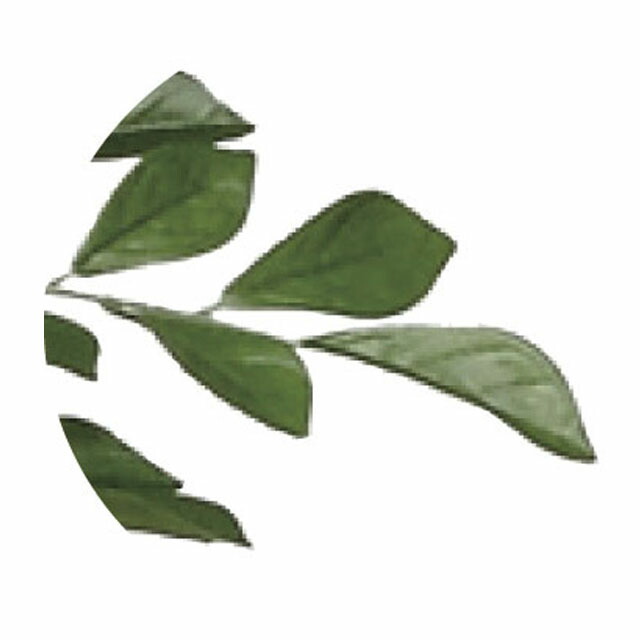 ○光の楽園 (146K480-35) 送料無料 92369 花・観葉植物 | eu-agencies.net