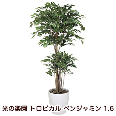 【ポイント3倍 4/4 20時から】 【個人様購入可能】●光の楽園 (161K480-38) トロピカル ベンジャミン 1.6 送料無料 94123