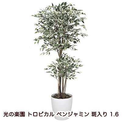 【10%OFF  百貨店SALE継続期間押さえる】 【人間様買いもとめる能力のある】●光のエデンの園 (166K480-38) トロピカル ベンジャミン 斑入り 1.6 貨物輸送無料 94124
