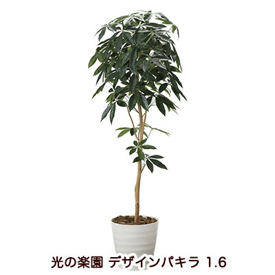 光触媒人口植物 送料無料 花 ガーデン Diy 造花 観葉植物 アレンジメント 造花 おしゃれ 造花 かわいい 造花 人工観葉植物 新築祝い 初売り 開店祝い 誕生日 個人様購入可能 送料無料 光の楽園 08a260 30 デザインパキラ 1 6 京都の