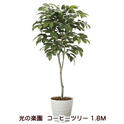 【10%OFF  百貨店SALE継続期間押さえる】 【人間様買いもとめる能力のある】●光のエデンの園 (2020A580-41) 珈琲天然木 1.8Ｍ 貨物輸送無料 94175