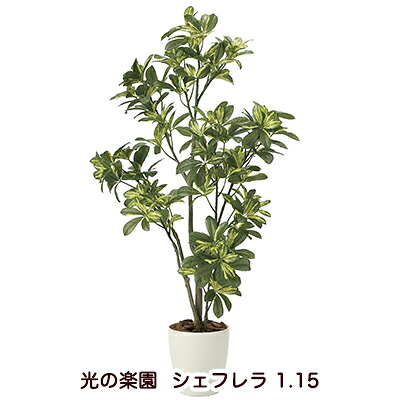 【ポイント3倍 7/19 20時から】【個人様購入可能】●光の楽園 (2027A180-54) シェフレラ 1.15 送料無料 94247｜京都のちょっとセレブな企業専門店