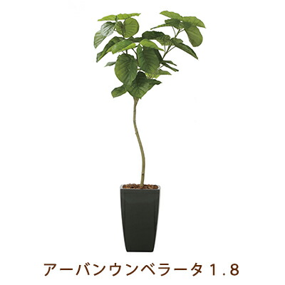 【尖んがり3倍 6/4 20時から】【人間様買いもとめる能力のある】●光のエデンの園 (2257K720-22) アーバン ウンベラータ 1.8 貨物輸送無料 99451