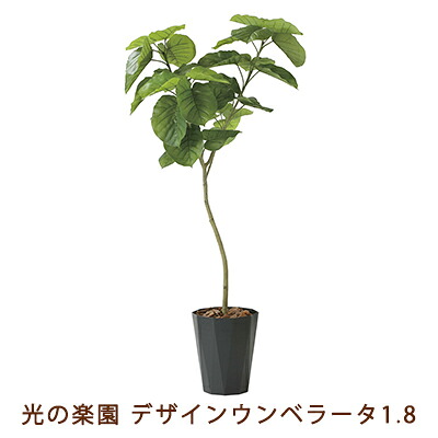 【尖んがり3倍 6/4 20時から】【人間様買いもとめる能力のある】●光のエデンの園 (2258K400-51) ひな型 ウンベラータ 1.8 貨物輸送無料 99470