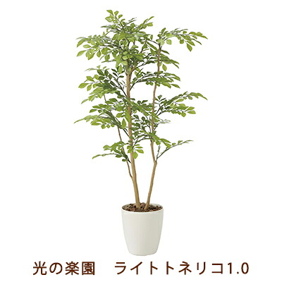 【ポイント3倍 7/19 20時から】【個人様購入可能】●光の楽園 (2232A180-56) ライト トネリコ 1.0 送料無料 99482｜京都のちょっとセレブな企業専門店