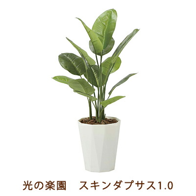 【人間様買いもとめる能力のある】●光のエデンの園 (2240A160-58) スキンダプサス 1.0 貨物輸送無料 99486 造花・人工観葉植物-造花-花・ガーデン・DIY
