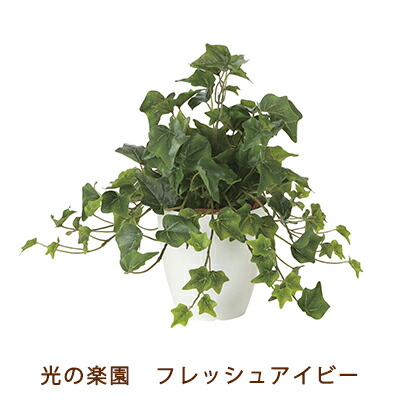 【ポイント3倍 4/4 20時から】 【個人様購入可能】●光の楽園 (2251A50-66) フレッシュ アイビー 送料無料 99500