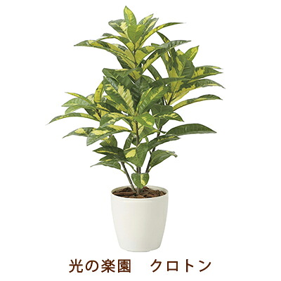 【個人様購入可能】●光の楽園 (2213A100-67) クロトン 送料無料 99505｜京都のちょっとセレブな企業専門店