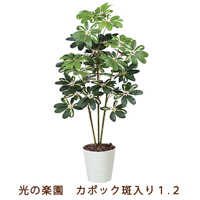 【ポイント3倍 7/19 20時から】【個人様購入可能】●光の楽園 (371K165-55) カポック 斑入り 1.2 送料無料 99549｜京都のちょっとセレブな企業専門店