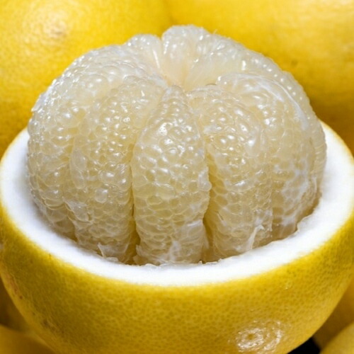 楽天市場】2026年11月分予約 高知産 水晶文旦 6玉前後約3kg 産地化粧箱