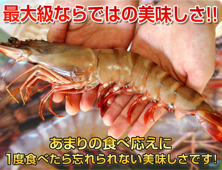 楽天市場 最大級の天然えび シータイガー 有頭5尾 約500g 海老 エビ おせち 冷凍 豊洲からの直送便