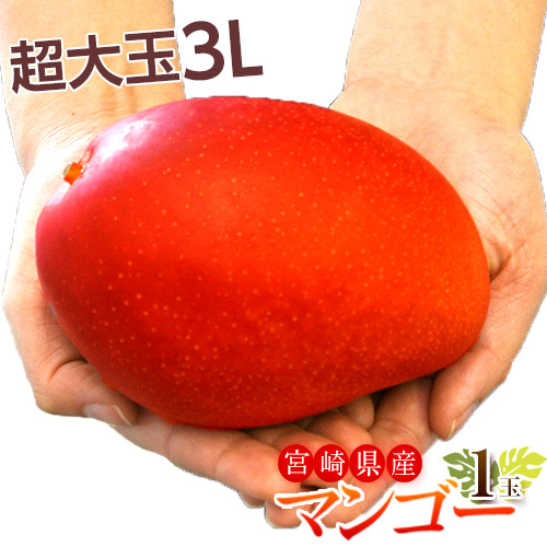 マンゴー 宮崎県産 超大玉 マンゴー 3L &times;1玉(450〜509g) 送料無料