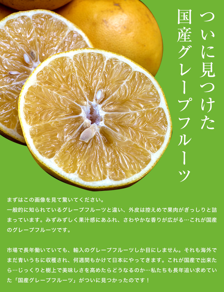 楽天市場 送料無料 熊本県産 安田昌一さんの 完熟 グレープフルーツ ホワイト種 約3kg 8 12玉 化粧箱 常温 豊洲からの直送便