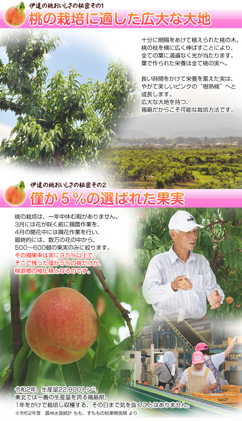 楽天市場 Jaふくしま未来 福島県産 伊達の桃 特秀品 大玉 約1 7kg 2箱 1箱 5 6玉 産地直送 常温 送料無料 豊洲からの直送便