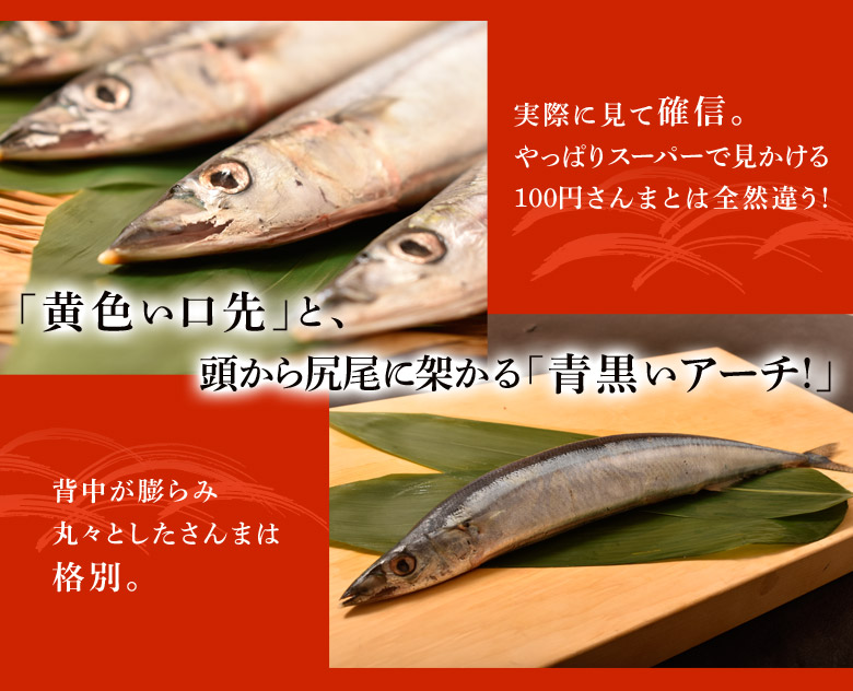 楽天市場 サンマ 秋刀魚 三陸産 宮城加工 さんま 大サイズ 143g前後 1p 5尾 2p 合計10尾 冷凍 送料無料 豊洲からの直送便