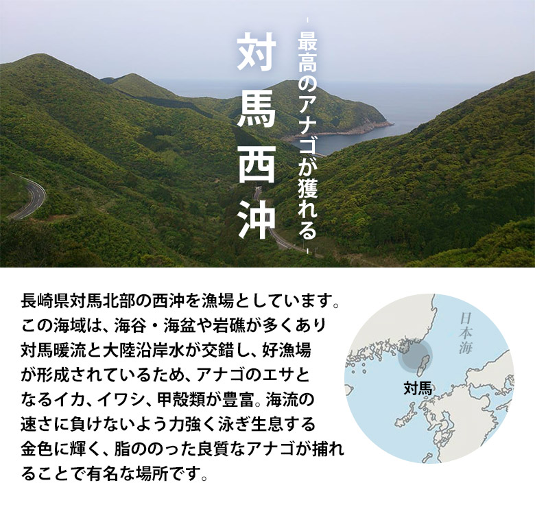 楽天市場 アナゴ 穴子 長崎県 対馬西沖産 あなご船 幸生丸 活〆 天然 真穴子 開き Sサイズ 約500g 産地直送 冷蔵出荷 豊洲からの直送便