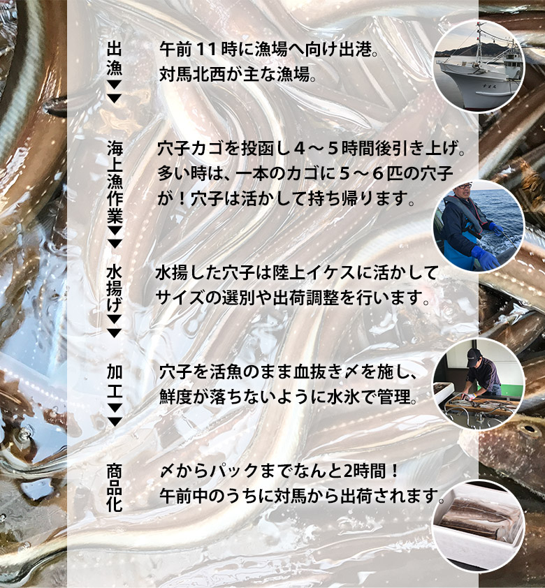 楽天市場 アナゴ 穴子 長崎県 対馬西沖産 あなご船 幸生丸 活〆 天然 真穴子 開き Mサイズ 約500g 産地直送 冷蔵出荷 豊洲からの直送便