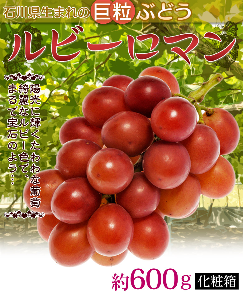 楽天市場 石川県産 大粒ぶどう ルビーロマン 約600g 化粧箱入 冷蔵 送料無料 豊洲からの直送便