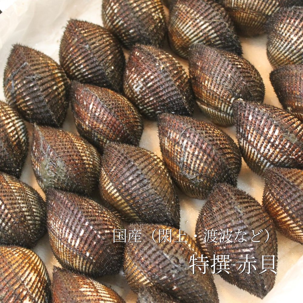 【楽天市場】活 特選赤貝 国産(石巻渡波・閖上・岸和田・山口 他) 計500g 豊洲直送 本玉 アカガイ 【国産赤貝500g】 冷蔵:Okawari 楽天市場店