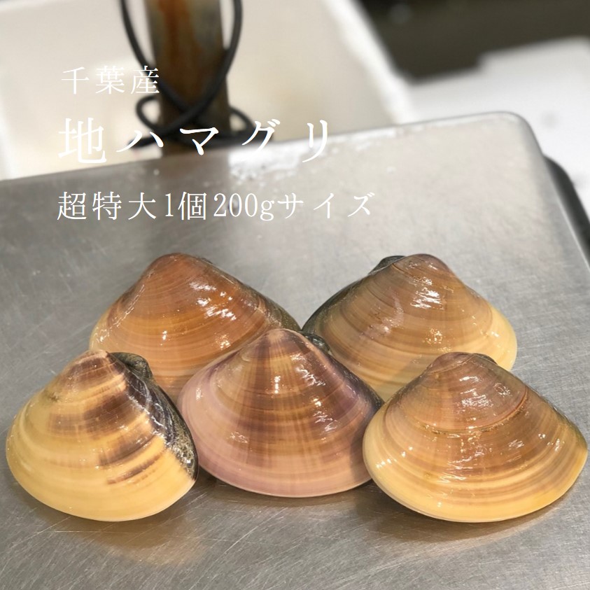 天然 地はまぐり 生（活け）超特大サイズ（約180-200g/個）約1kg 千葉産 BBQには最適！出汁の旨味が違う！ ギフト［豊洲直送］地ハマグリ 地蛤　バーベキュー 海鮮 BBQ お歳暮 御歳暮【地ハマ200gｘ１K】 冷蔵
