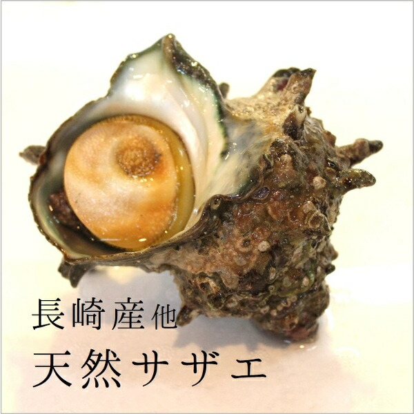 天然活サザエ 中サイズ さざえ バーベキュー 100g 約1kg 10-11個 豊洲直送 BBQ 冷蔵 保障 営業 sazae-100gサザエ１００ｇｘ１Ｋ 他 長崎