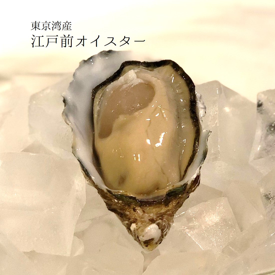 江戸前オイスター 真牡蠣 殻付き牡蠣 生食用カキ 千葉富津産（50-80g/1個） 10個 豊洲直送 かき カキ 【江戸前牡蠣x10個】 冷蔵