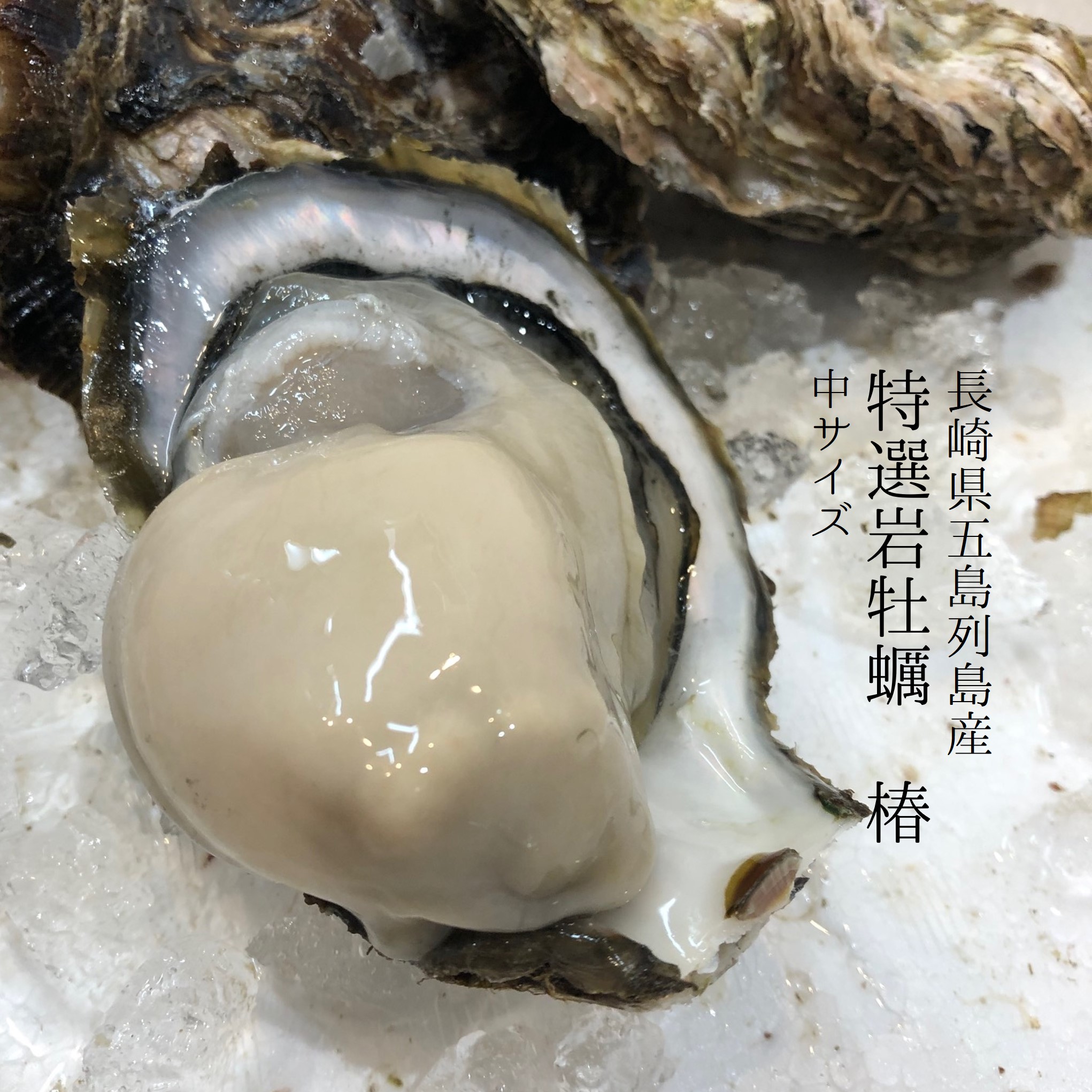 岩牡蠣 椿 五島列島産 S・Mサイズ 5個 冷蔵 殻付き 生食用 豊洲直送 岩がき イワガキ 岩ガキ いわがき 養殖 長崎 バーベキュー 牡蠣 かき カキ お取り寄せ 鮮魚 貝 旬