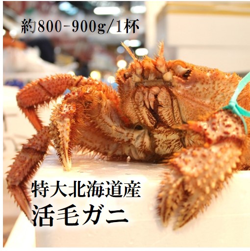 特大活毛ガニ 最高級品 北海道産 約800-900g(1杯)［豊洲直送］贈答 グルメ 鮮魚 毛蟹【活毛ガニ800-900g】 冷蔵 22,395円