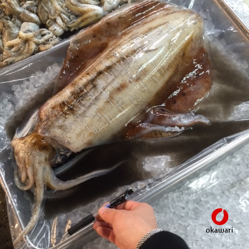 【楽天市場】超特大アオリイカ 国産 イカの王様 約3-4kg/杯 豊洲直送 超希少 入荷極小 極上の逸品【aoriika-3kg_アオリイカ3