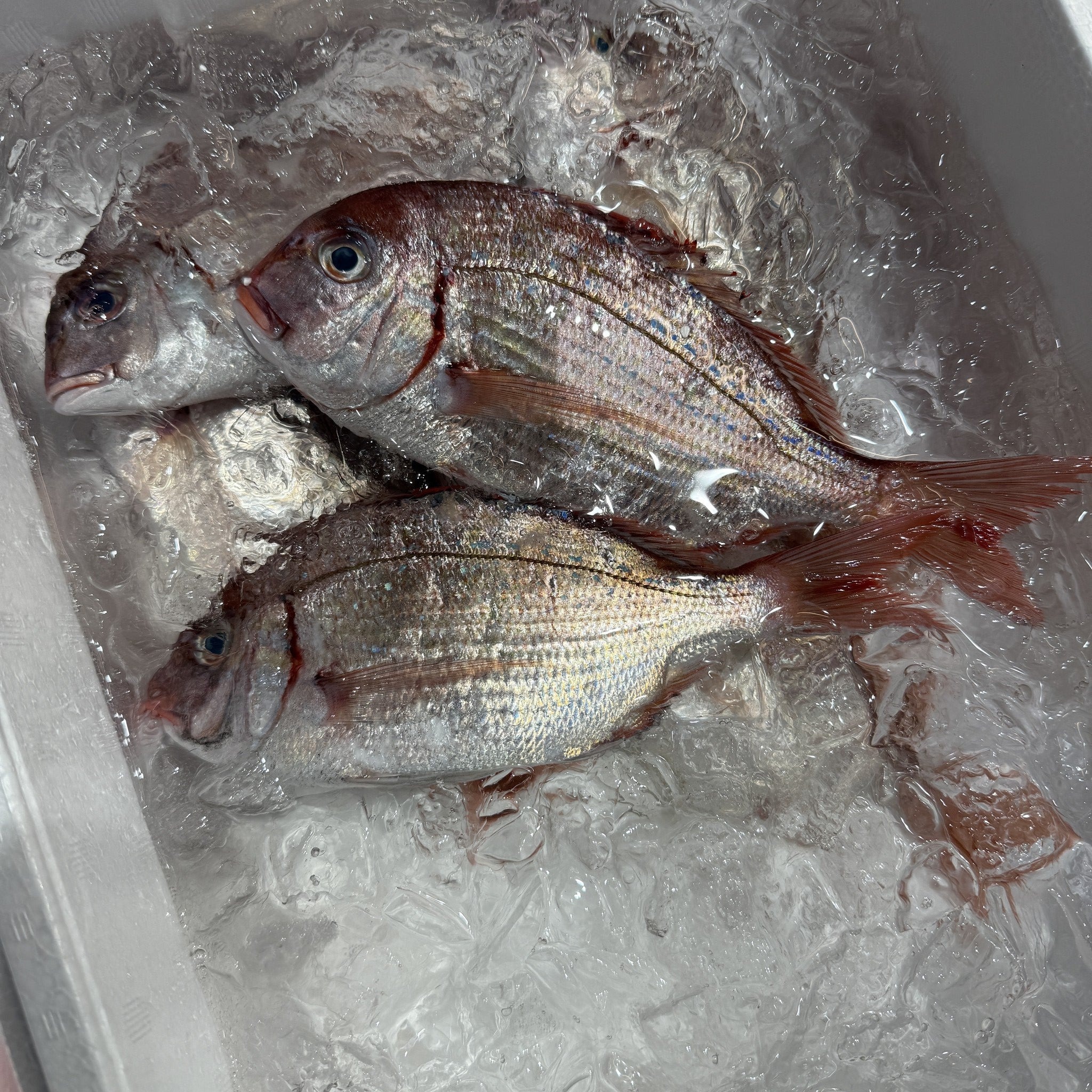 春子鯛 1kg カスゴ 豊洲市場直送 酢締め 昆布締め 冷蔵 かすご 小鯛 かすごだい 春子 国産 鯛 寿司ネタ お祝い お食い初め お取り寄せ