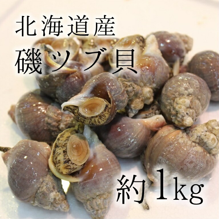 楽天市場 活イソツブ 活磯ツブ ツブ貝 北海道産 高級貝類 500g 料亭等で使用する質 豊洲直送 朝一入荷した鮮度抜群の Isotsubu500g 磯ツブ500g 冷蔵 Okawari 楽天市場店