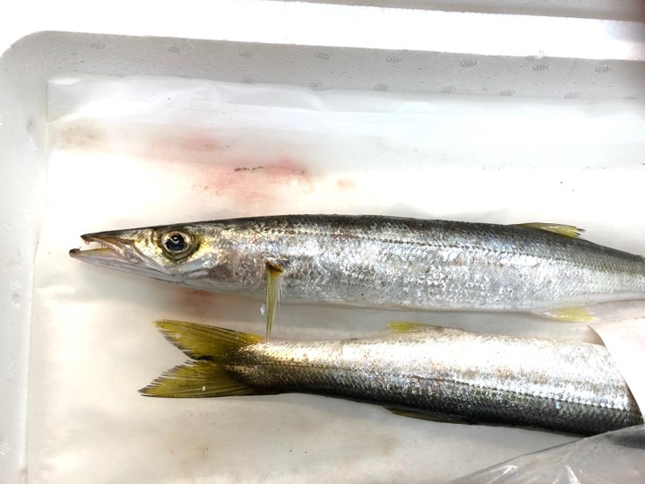 高品位カマス 豊後水道分娩 どこかよそに かます 高級鮮魚 豊洲目利厳選 1尻っぽ150 0g前後 1キロ 刺身 生食 Kamasu1k カマス150 0g K 冷蔵 Vned Org