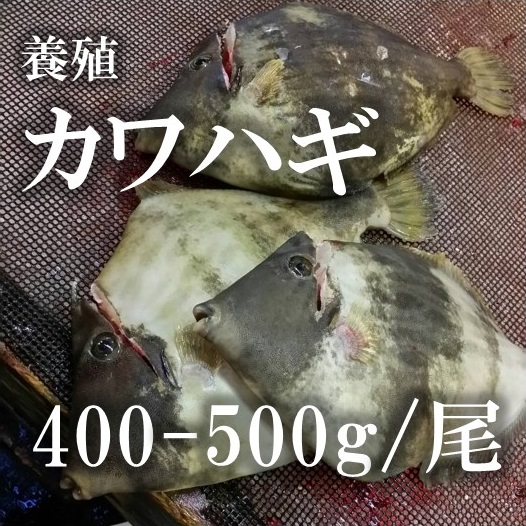 楽天市場 カワハギ ウマズラハギ 生肝が決め手 淡路島産 活き〆 長はげ１ｋｇ 淡路島の旬 魚一鮮魚店