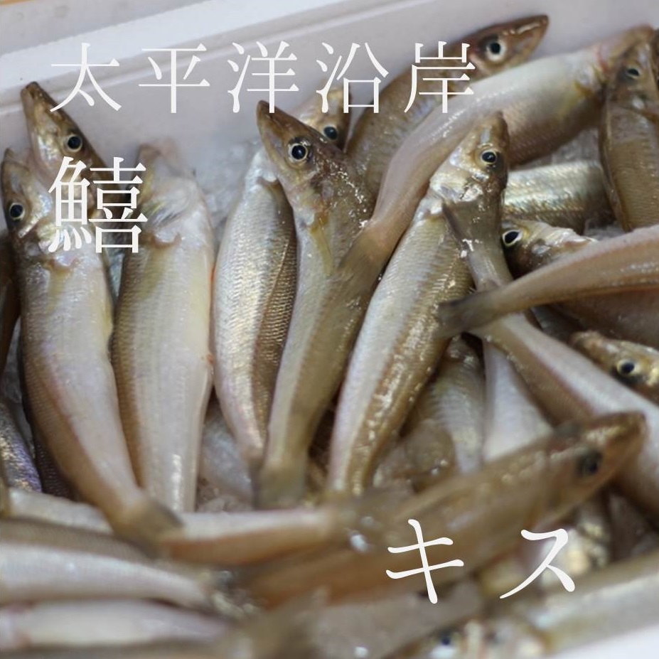 ちゅう 1kg 尻尾50 60g 休意洋岸 豊洲直送 鱚 鮮魚 キス K 冷蔵 Cannes Encheres Com