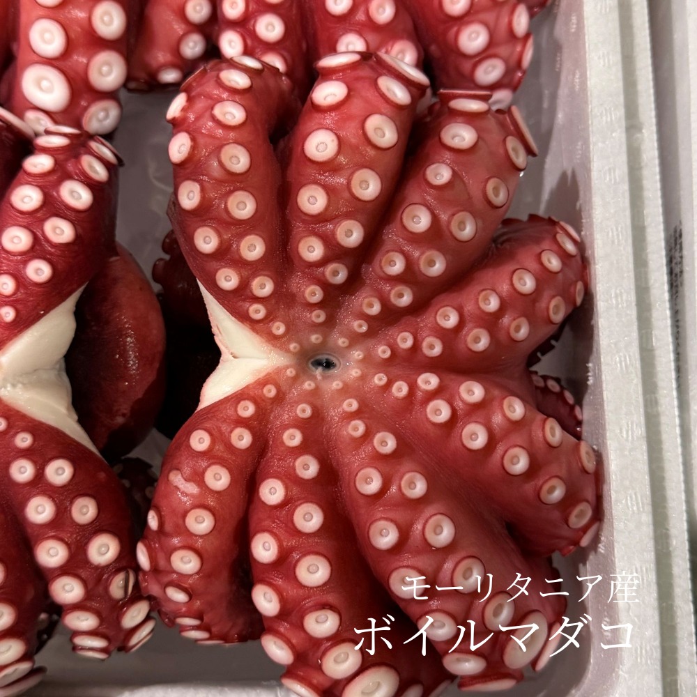冷蔵 ボイルタコ 真だこ(真蛸)マダコ 1杯 約1.2kg(1.1-1.3kg目安)モーリタニア産 正規品 切るだけ そのまま食べられる