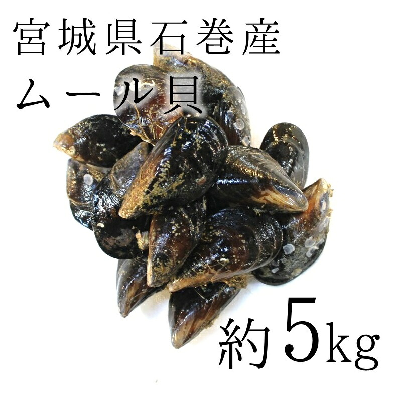 活けムール貝 生 中～大サイズ混合 石巻宮城産 約5kg 豊洲直送 他【ムール貝５K】 冷蔵
