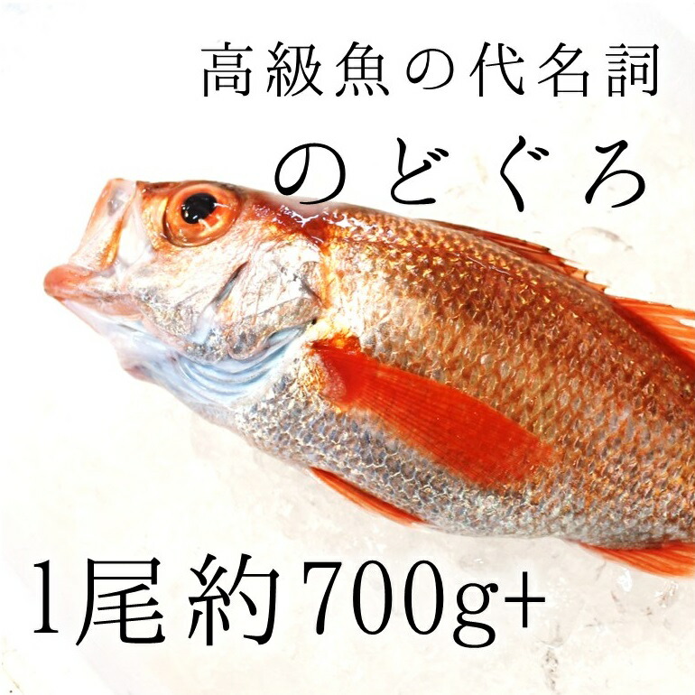 店希少性高い特大の高級のどぐろ 刺身でもイケる 生 特大サイズ 豊洲直送 特大約700 800g 赤むつ 鯛 ギフト 刺身 鮮魚 生 のどぐろ 日本海産 鳥取 山口 島根他 アカムツ 喉黒 特大サイズ 生のどぐろ700 800g 冷蔵 Okawari ノドグロ