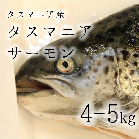 楽天市場】マスノスケ 生 鱒之介 1尾5-6kg 北海道 青森 三陸など キングサーモン【助マス5kg】冷蔵 豊洲直送 : Okawari 楽天市場店