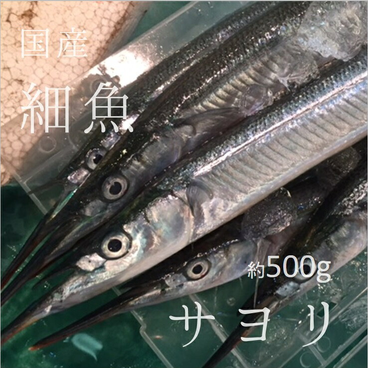 サヨリ 国産（茨城・竹岡他）豊洲直送 500g 細魚 刺身【サヨリ500g】 冷蔵