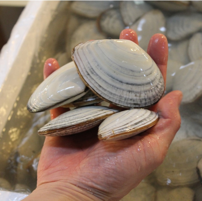 市場 白貝 1枚 約1kg 約50 60g 豊洲直送 北海道産 シロガイ